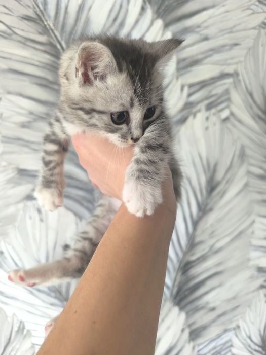 Отдам котенка в добрые руки