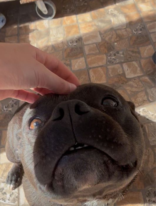 Donez american bully pocket