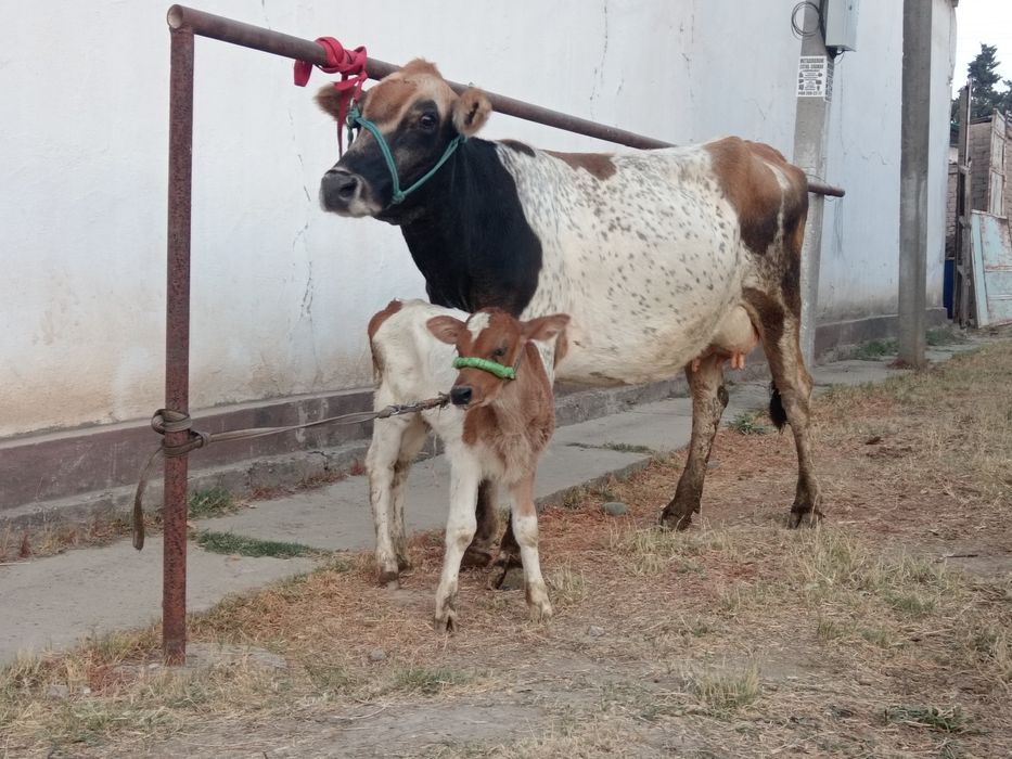 Ona bola sigr sotiladi