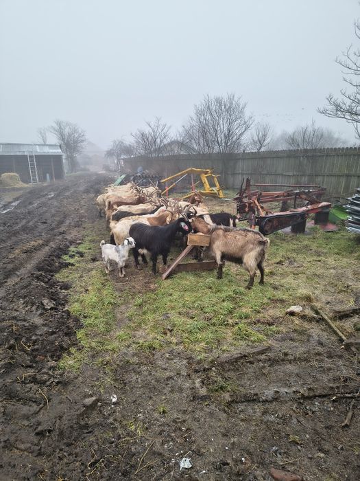 Capre fatate și gestante