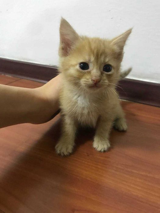 Котята в хорошие руки