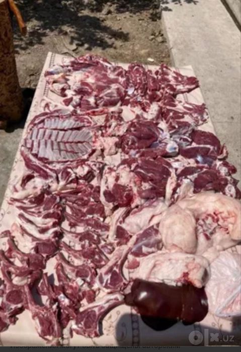 Buqa qoylar bor soyshga tayor
