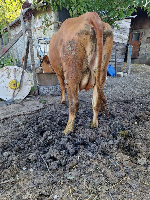 Vacă de vanzare.