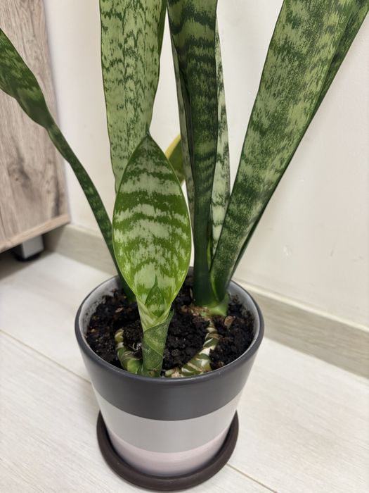 Plantă camera „Limba soacrei” (Sansevieria) in ghiveci ceramic - 85 cm