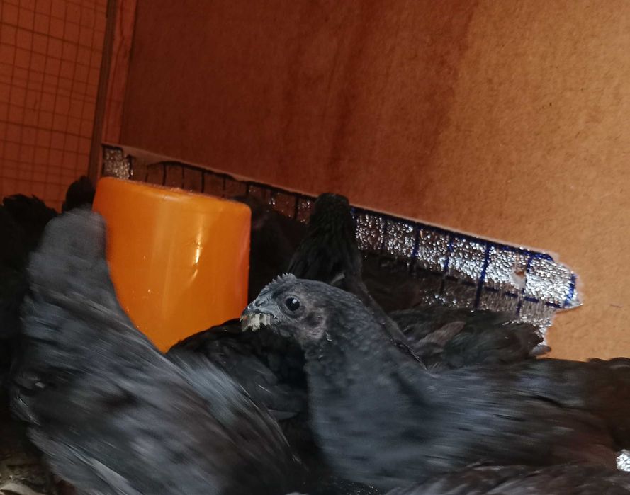 Uhayuli jo'jalari sotiladi