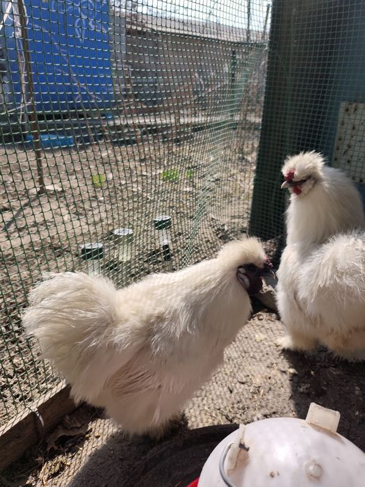 Продам молодых петушков!