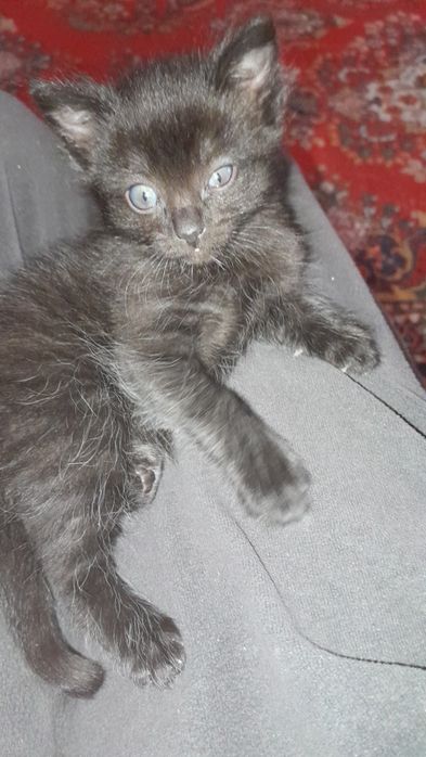 Жақсы адамдарға 2 айлық марғау береміз:тамақ жейді,дәретке шығады.