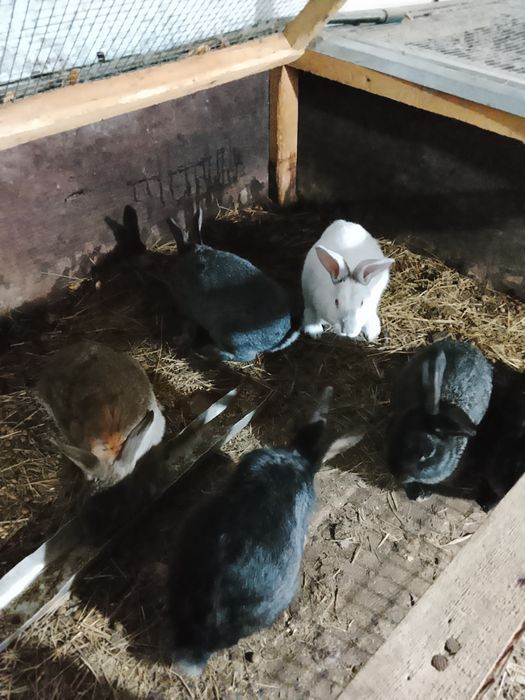 Продам домашних кроликов