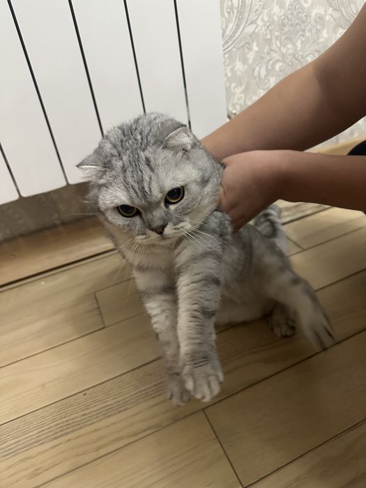 Шотлантская вислоухая