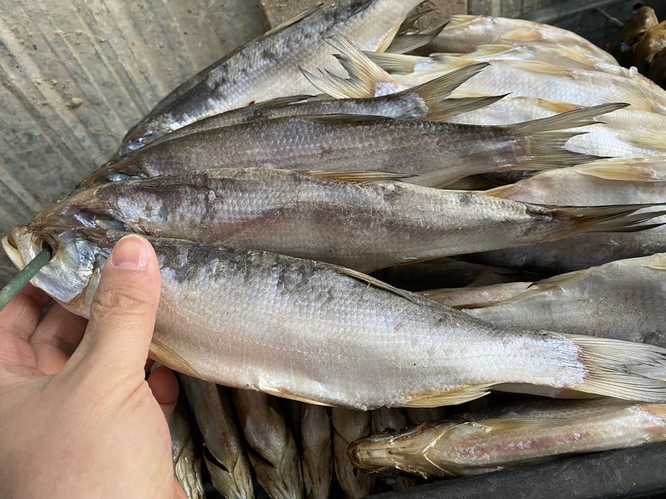 Вяленый рыбец жирный