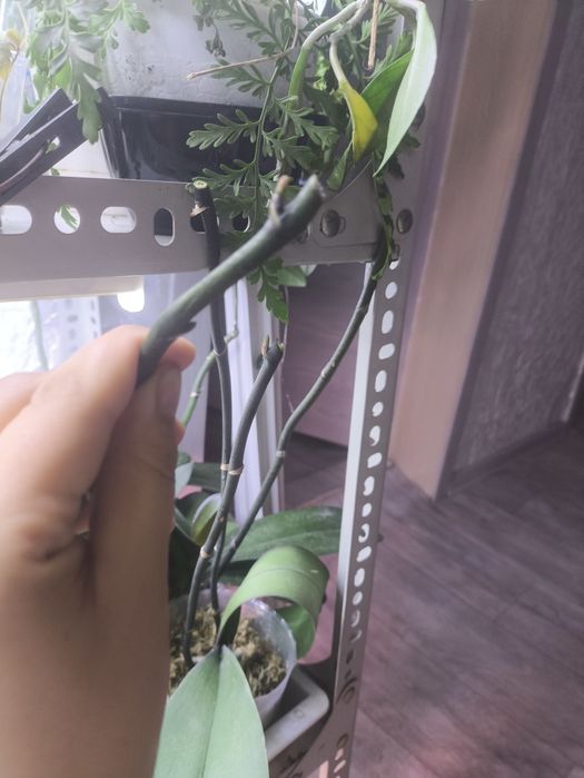 Орхидеи не цветущие в данный момент