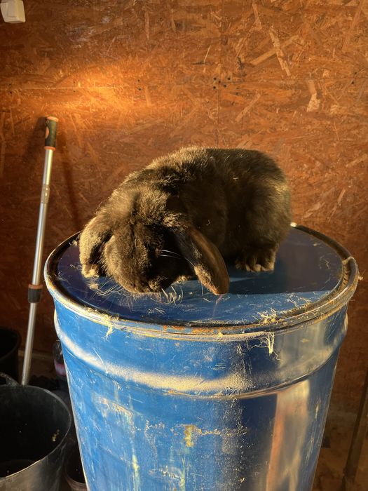 Iepuri berbec german