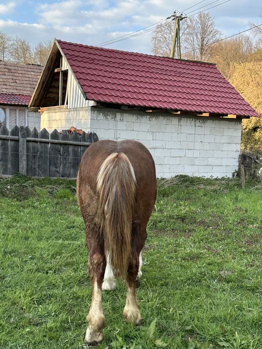 Vand manza de un an frumoasă