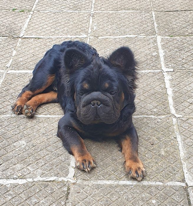 Френски булдог (Big rope) Fluffy carrier