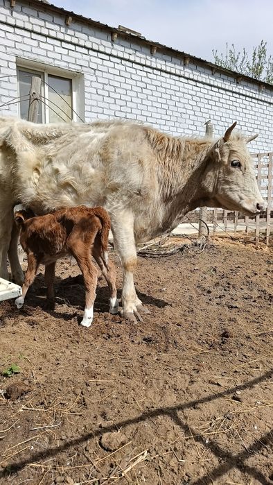 Бұзаулы сиыр сатылады.