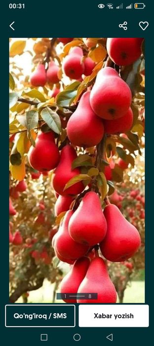 Mevali va manzarali kochatlar yashil makon