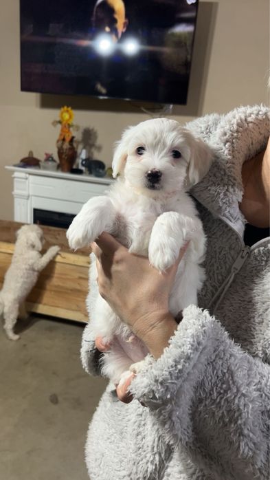 Bichon maltez de vanzare