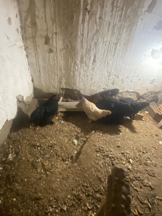 Тауық брамы/прастой