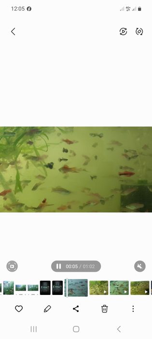 Меченосцы   аквариум  рыбки