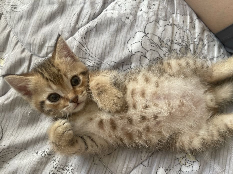 Породистый котенок