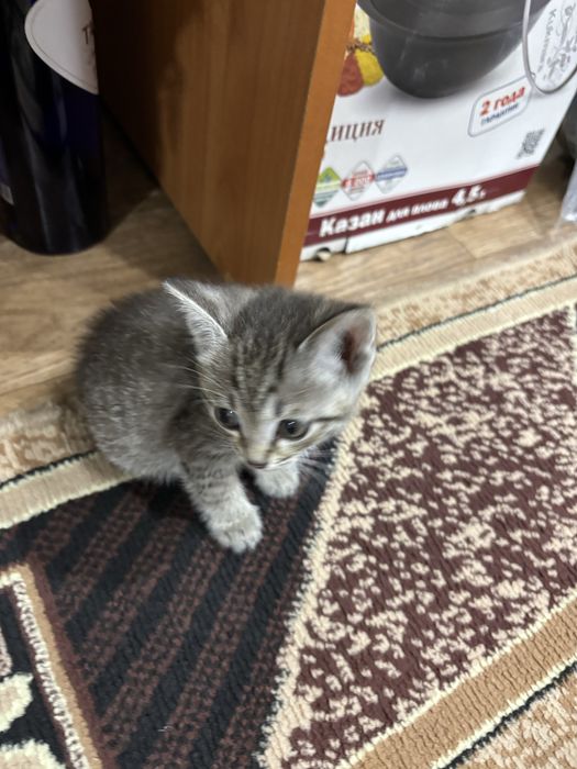 Котенок мальчик