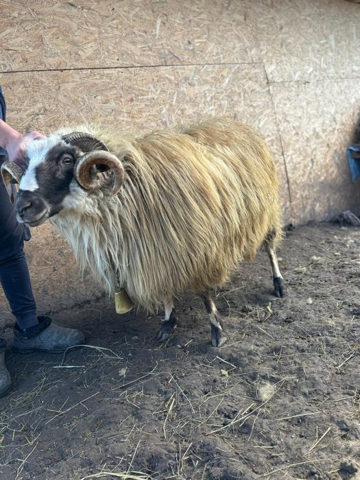 Vând berbec breaz, de 2 ani.