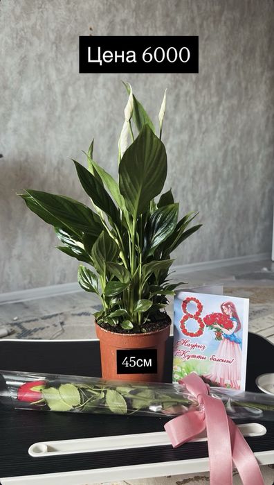 Гүлдер сатылады свежие