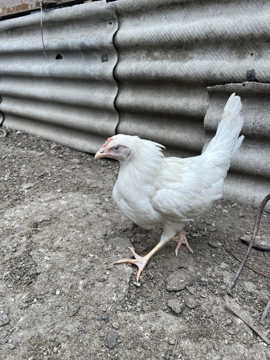 Продам несушки легорны
