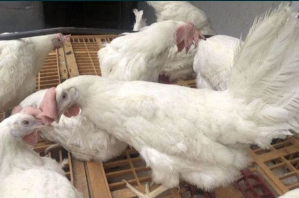 Несушка курица белая