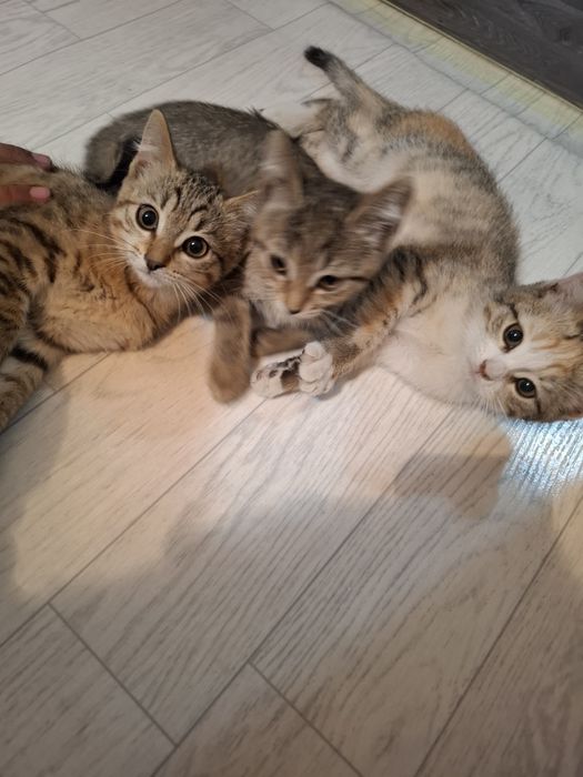 Отдам котят в хорошие руки