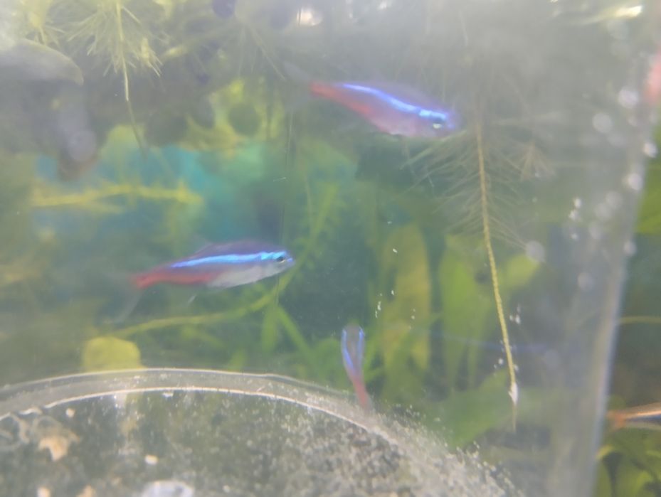 Продам или Обменяю Голубой Неон