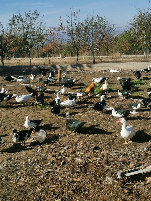 Vând rate leșești