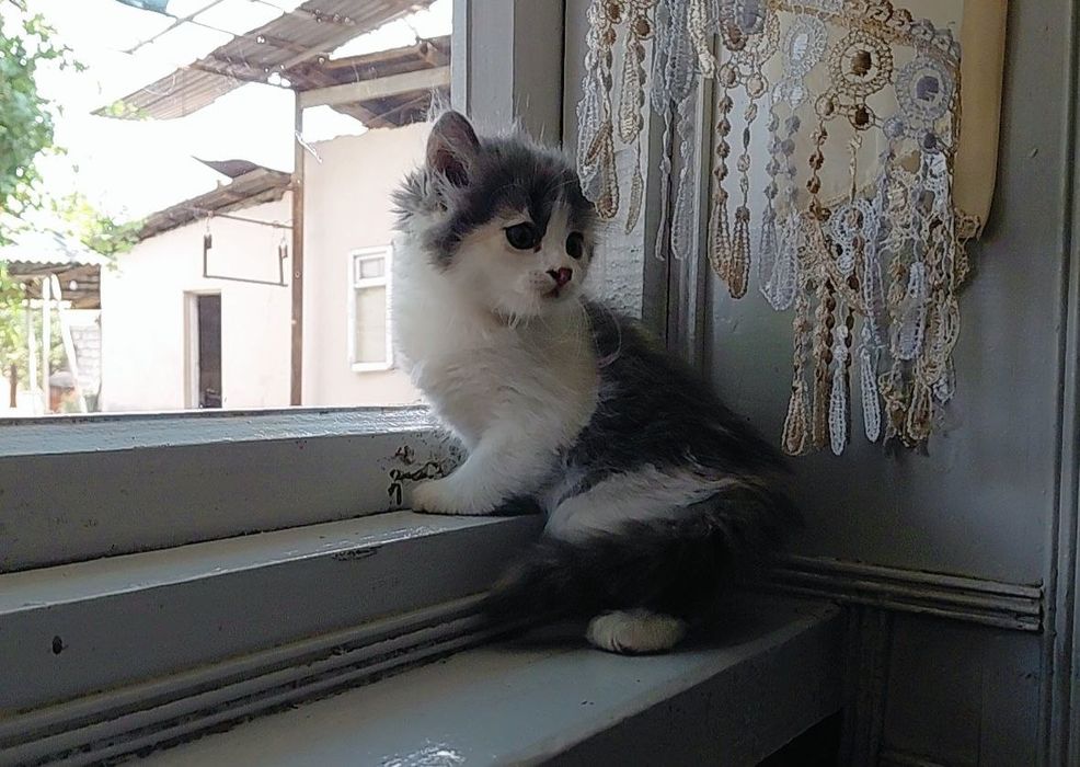 Продаются 3 очаровательных котёнка!