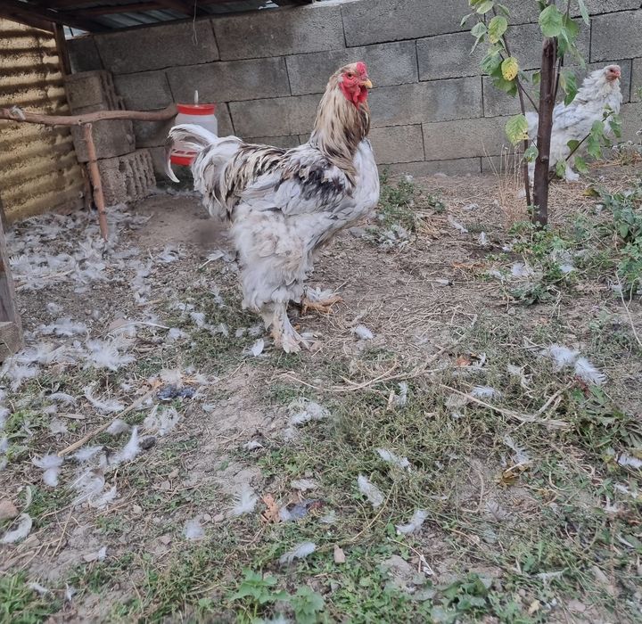Brahma splash pe albastru si cocosel sebright chamois