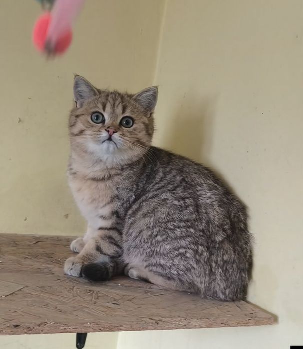 British golden taby ochii verzi 4,5 luni  de la crescător -felisa