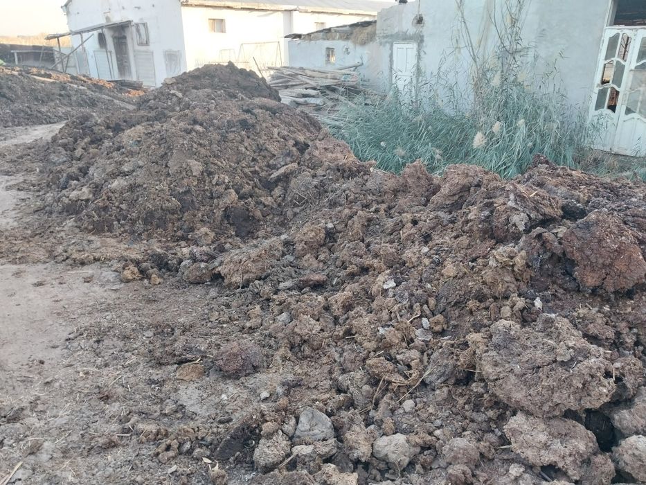 Товук ва мол дарси сотилади