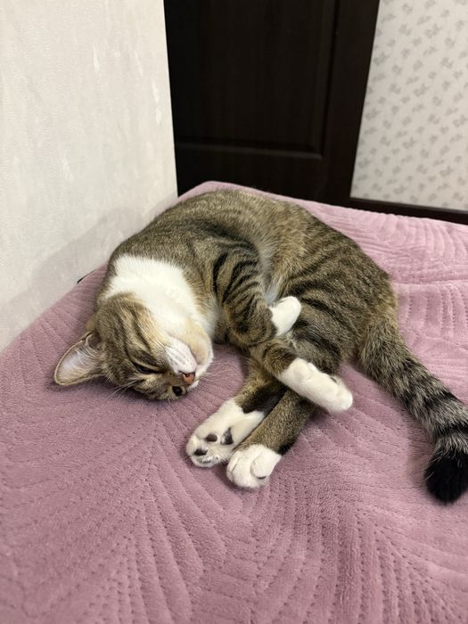 Отдам кота в хорошие руки