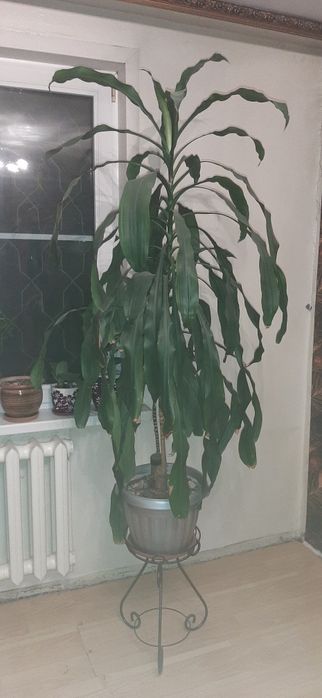 Продам драцену душистую