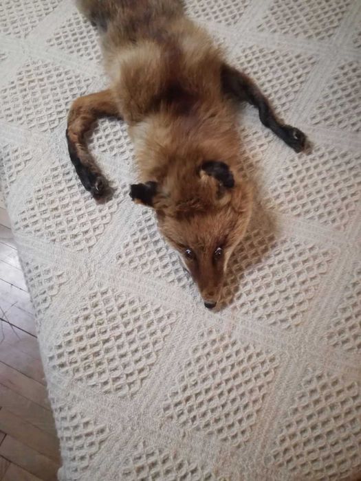 Лисича яка естествена