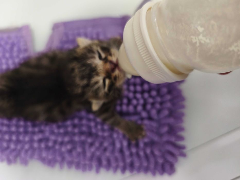 Pui pisica spre adopție URGENT !!! GRATUIT