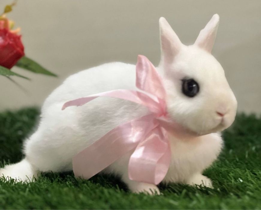 Карликовые кролики.