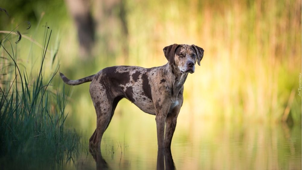 Ищем хозяев для девочки.  Охотничья пародах.