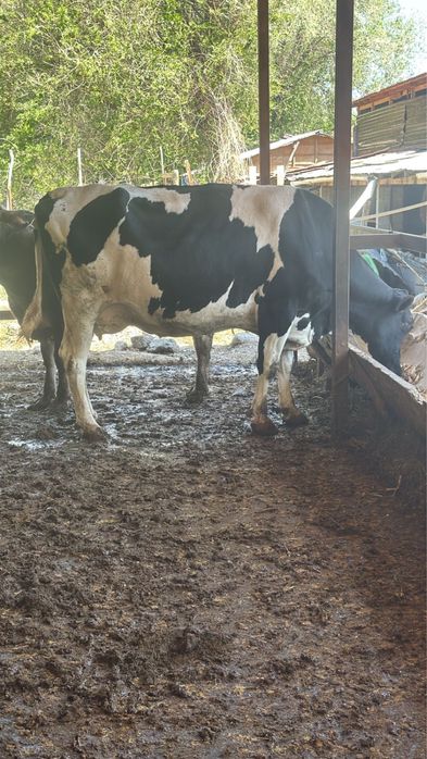 Корова, КРС, телки