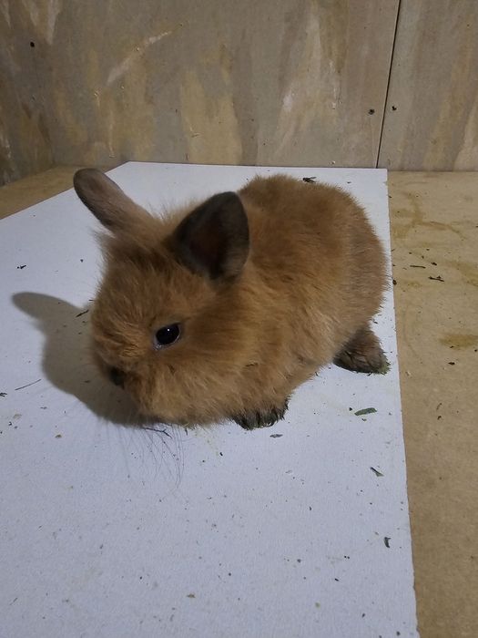 Декоративные Кролики
