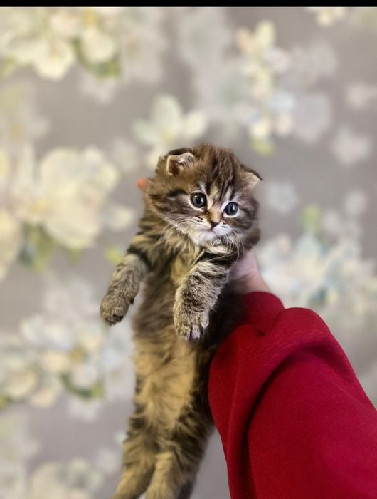 Продам катенка 40000