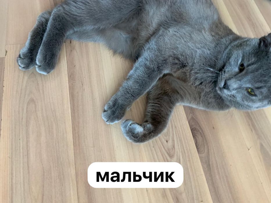 котята и взрослые кошки/коты