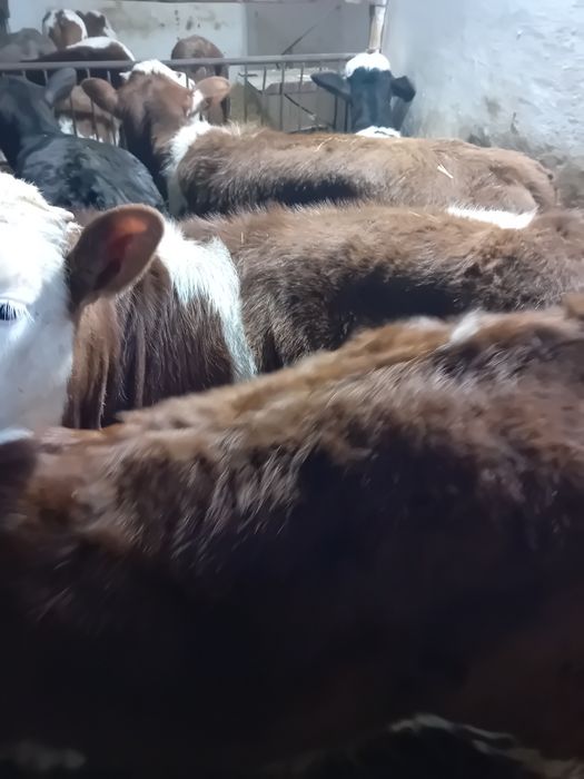 Taurasi și vitele baltati, belga și angus intarcati