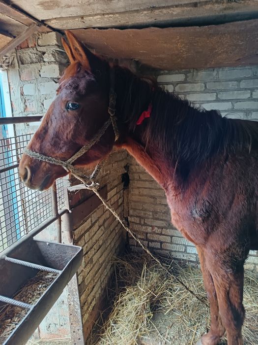 Жеребчк на иноходи 2 г