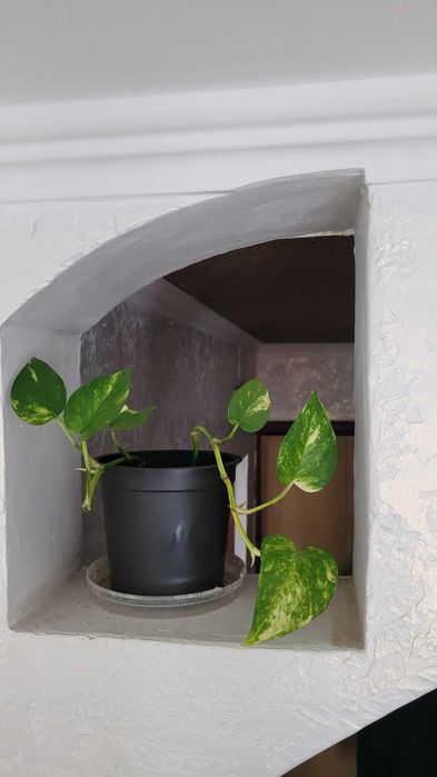 Продам герань,юкка,рео,кактус