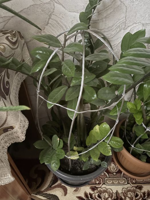 Продам цветы в хорошем состоянии